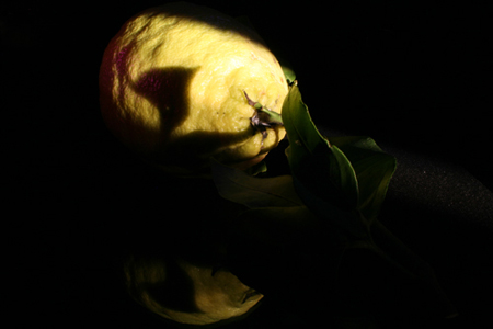 Cedro
